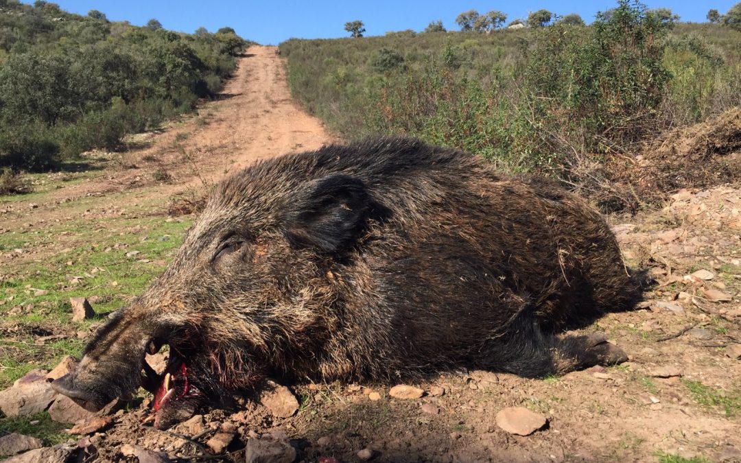 Ampliación Calendario 2024/25