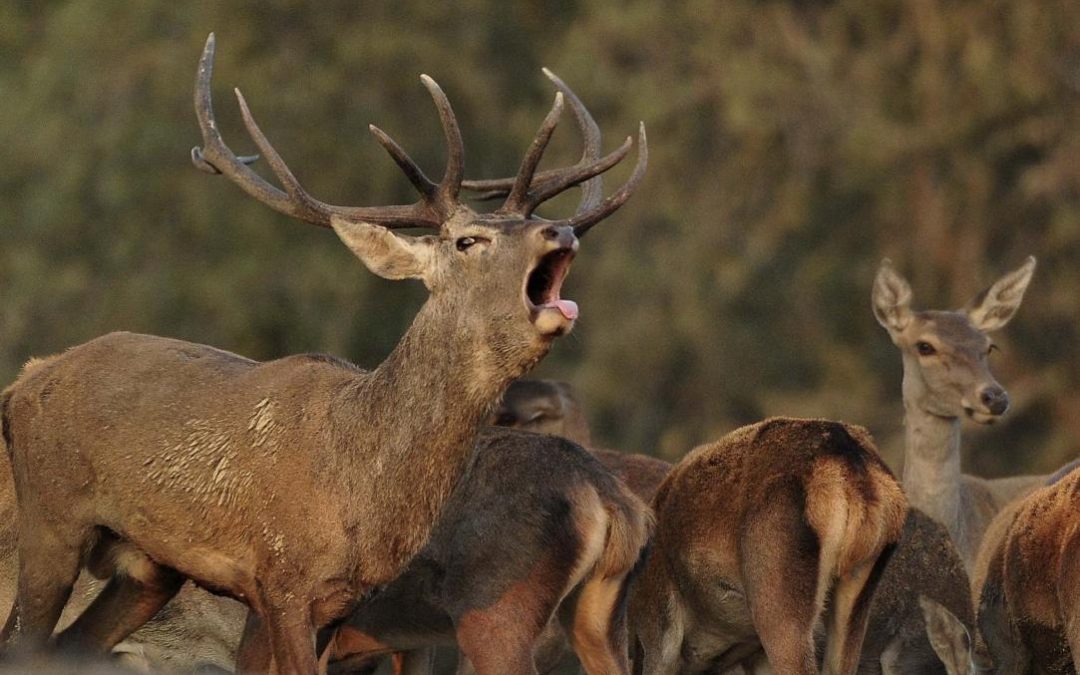 El rugido del otoño: la berrea y la antesala de las monterías en Extremadura