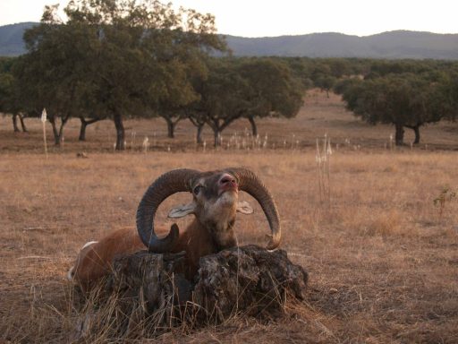 Rececho y Monterias en Extremadura. Caza de venado, jabalí, gamo, muflón y macho montes.